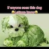 lettuceknow