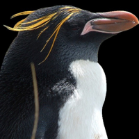 penguinguy2079
