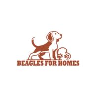 Beagles For Homes