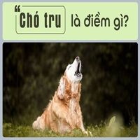 visaochotru