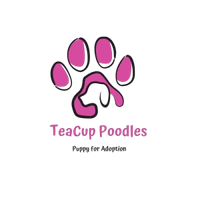 teacuppoodle33