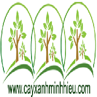 cayxanhminhhieuyk