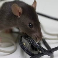 ratpestcontrolperth