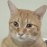 伯劳船长在观鸟